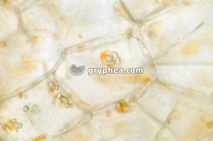 Cellules de Carotte x100 - gryphea.org